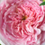 Ružová - Anglická ruža - Ausbite